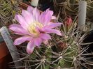 Gymnocalycium horridispinum L 517 La Mudana, Cordoba , Argentina