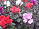 Cyclamen