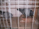 APDC2471