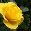 Freesia_Rose1-150x150