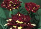 hocus_pocus_1227769_3456_n