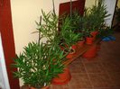 jungla de acasa (12)