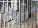 DSCF6695