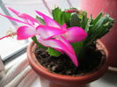 schlumbergera