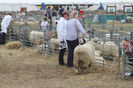 La un targ de oi Dorset