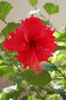 hibiscus Cuba
