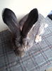MASCUL 03 2014 BUNICUL CAMPION EUROPEA KNOLL