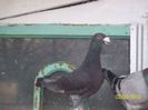 m 2013 negru
