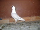 DSC00084