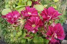 clematis_red_star