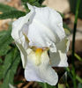 Iris-germanica-flor-1