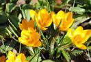 4 martie,crocus crysanthus dorothy