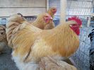 vand oua cochinchina galben