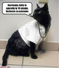 pisica-veterinar