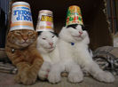 poze-cu-animale-haioase-11-12