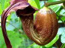 aristolochia kewensis