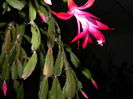 DSCN5914