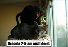poze-amuzante-pisica-este-atacata-de-o-pisica-vampir1