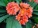 CLIVIA- e la stadiu de dorinta