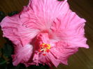 SAM_3081