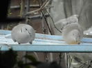 DSCN6117