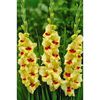 gladiole jester-500x500