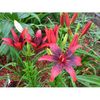crini olina2-500x500