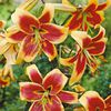 lilium_roberrrtswanson2-500x500