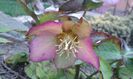 Helleborus purpurascens-SPANZ