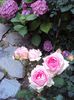 DSC08323