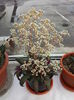 115 Crassula orbicularis var rosularis