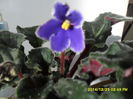 SAM_7987