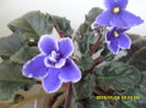 SAM_8065