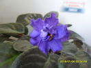 SAM_8068