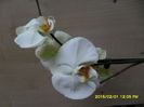 SAM_8238