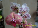 SAM_8259