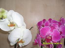 SAM_8266