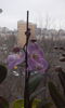 CAM00431