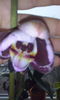 CAM00448