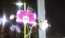 CAM00450