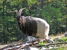 Tapul Walliser in padure la pascut
