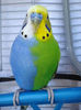 Blue And Green Parakeet 81__700