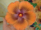 DSC05550
