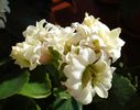 inceput de martie (5)