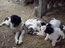 CAM04401