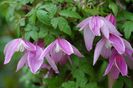 clematis alpina jaqueline du pre