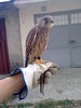 Vinderelul rosu (Falco tinnunculus)