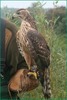 Uliul porumbar(accipiter gentilis)