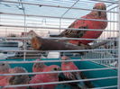 DSCN0065