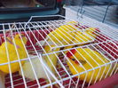 DSCN0081